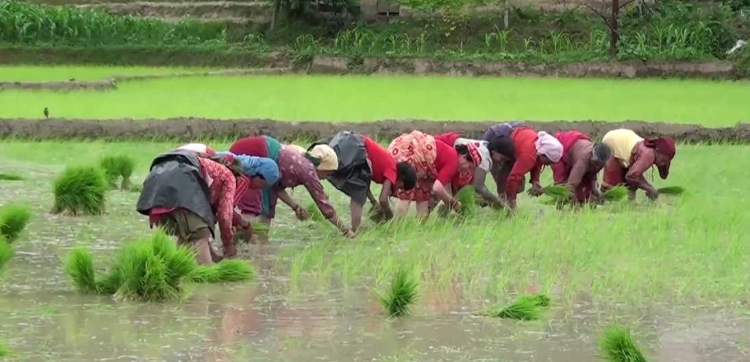 आज असार १५ राष्ट्रिय धान दिवस र दहीच्युरा खाने दिन