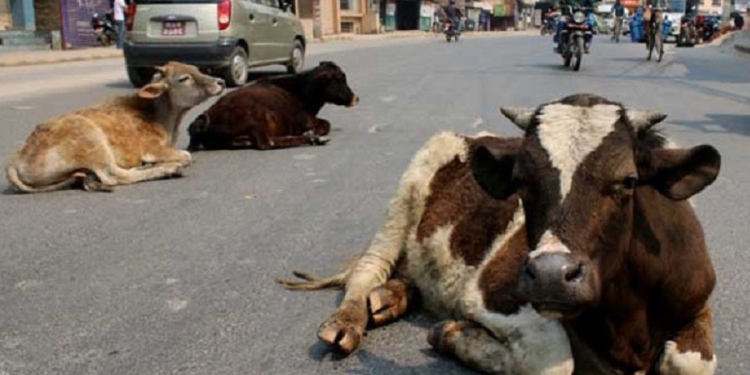 नेपालगञ्जको चोकचोक, गल्लीगल्लीमा छाडा चौपायाको विगविगी