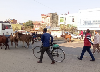 नेपालगञ्जमा छाडा पशुचौपाया नियन्त्रण अभियान आजवाट शुरु