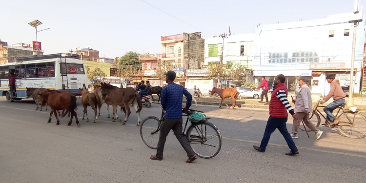 नेपालगञ्जमा छाडा पशुचौपाया नियन्त्रण अभियान आजवाट शुरु