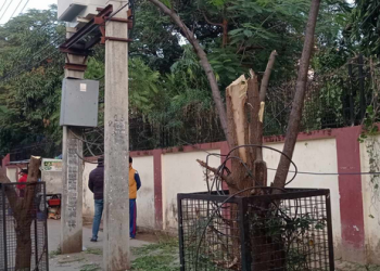 नेपाल विद्युत प्राधिकरणको रुख काट्ने कार्यको आलोचना