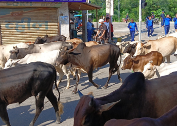 नेपालगञ्जमा छाडा चौपायाको विगविगी, धपाउदै नगर प्रहरी