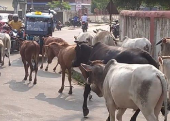 नेपालगञ्जमा छाडा छाडिएका पशुचौपाया काञ्जीहाउस पुर्याइदै