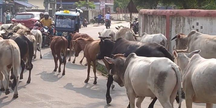 नेपालगञ्जमा छाडा छाडिएका पशुचौपाया काञ्जीहाउस पुर्याइदै