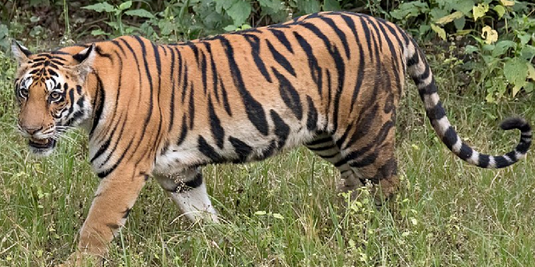बर्दियामा बाघको आक्रमणमा परी एक महिलाको मृत्यु