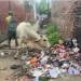 जथाभावी फोहर गर्ने नेपालगञ्ज वडा नं. ९ का हरिदेवबक्स कुर्मीलाई जरीवाना